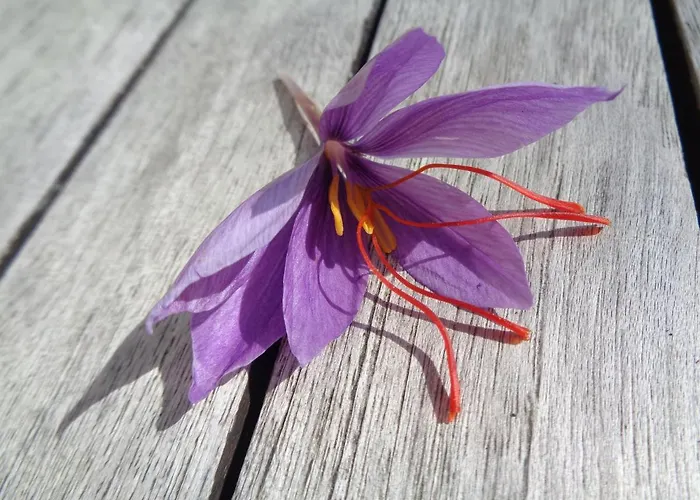 Presbytere D'arpentian B&B Jegun