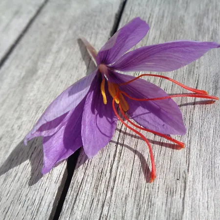 Presbytere D'arpentian Panzió Jégun