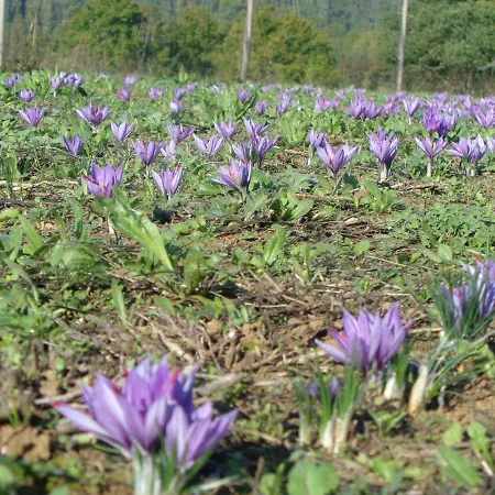 Presbytere D'arpentian Panzió