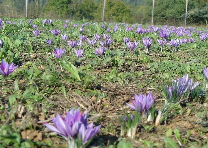 Presbytere D'arpentian Couette-café